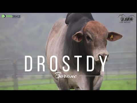 Drostdy Borane invites you to the Cape Prestige Boran Auction on 11 November 2023 in Mosselbay
