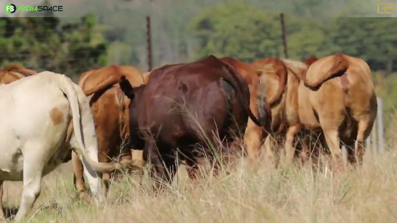 Gouwsberg Tuli Stud bied met trots aan 25 Tuli geregistreerde en 10 Tuli Tipe vroulike diere!