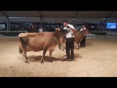 Dairy Queen Livestock Agri Expo Cape Town 2018