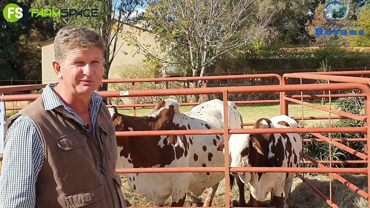 Christopher Havenga oor die Fonteine Boran veiling en wat die veiling so spesiaal maak.