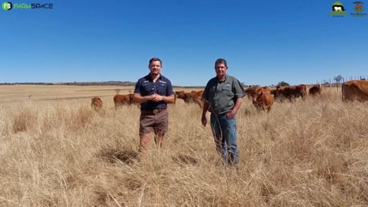 Hendrik van Rhenostervallei Beefmasters vertel waarna hy kyk as hy vroulike diere kies.