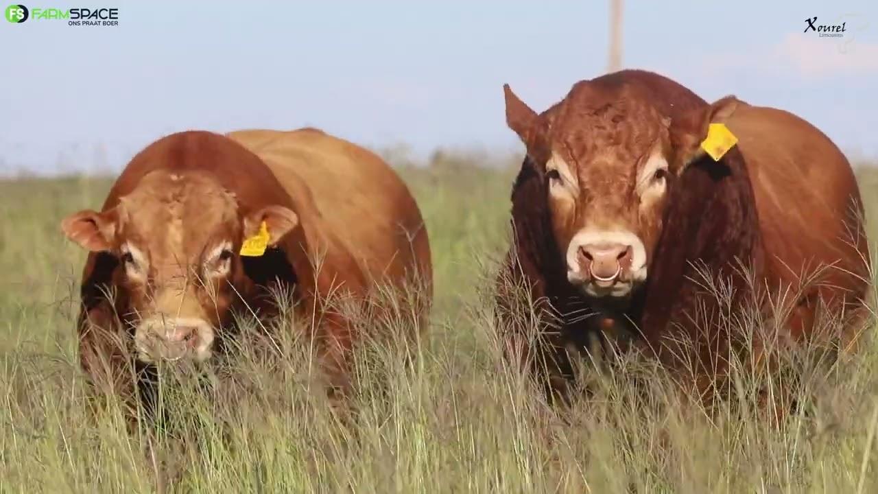 Xourel Limousins bied met trots aan hul Produksie Veiling op 24 Februarie 2024