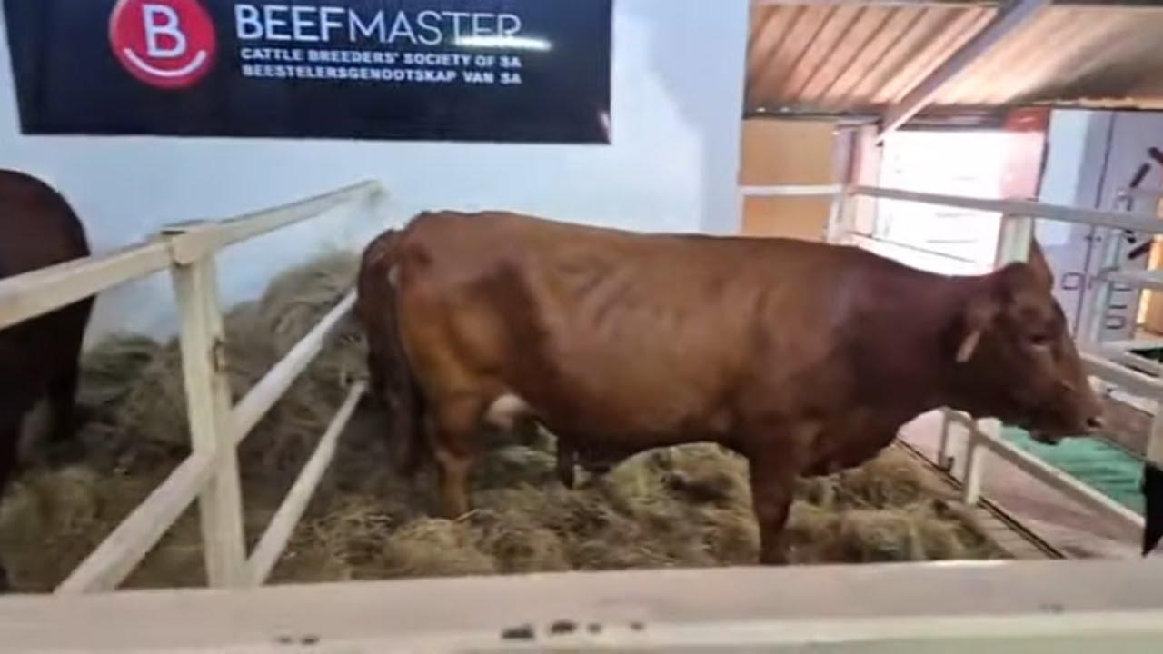 Wat maak die Beefmaster beesras so uniek? Ons hoor op Nampo 2025.