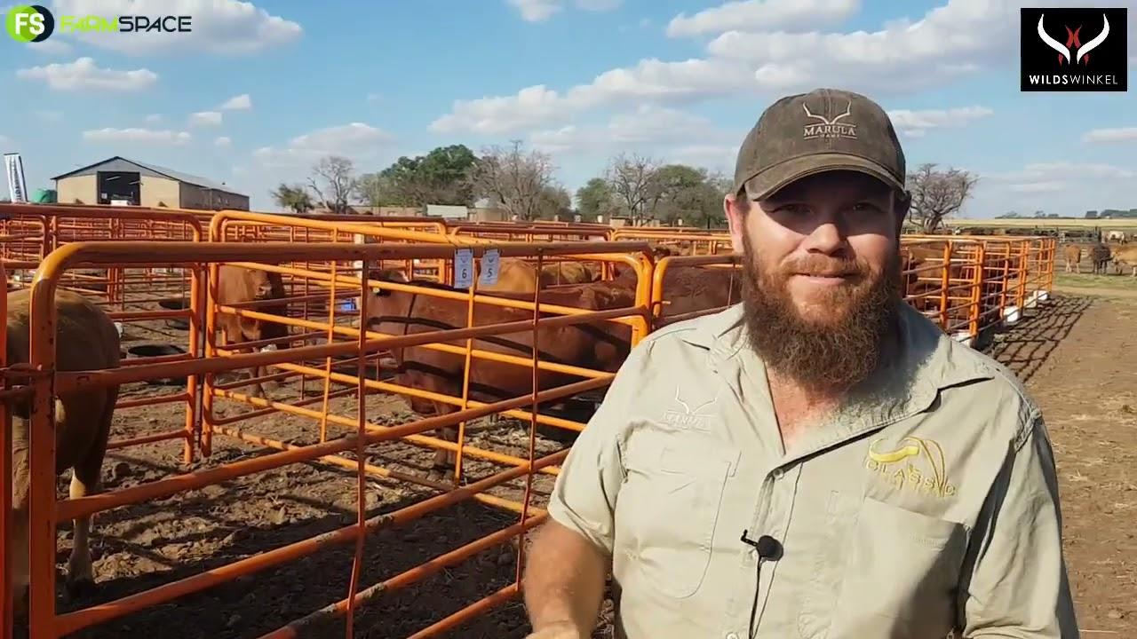 Wagyu genetika, wat is die basics?