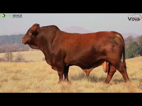 HOT 19-653 | VOVA Genetics | Droughtmaster Eastern Club | 14 September 2023