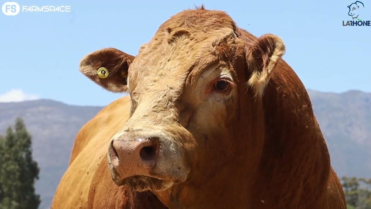 La Rhone Limousins - Be sure to save the date 26 Augustus 2023