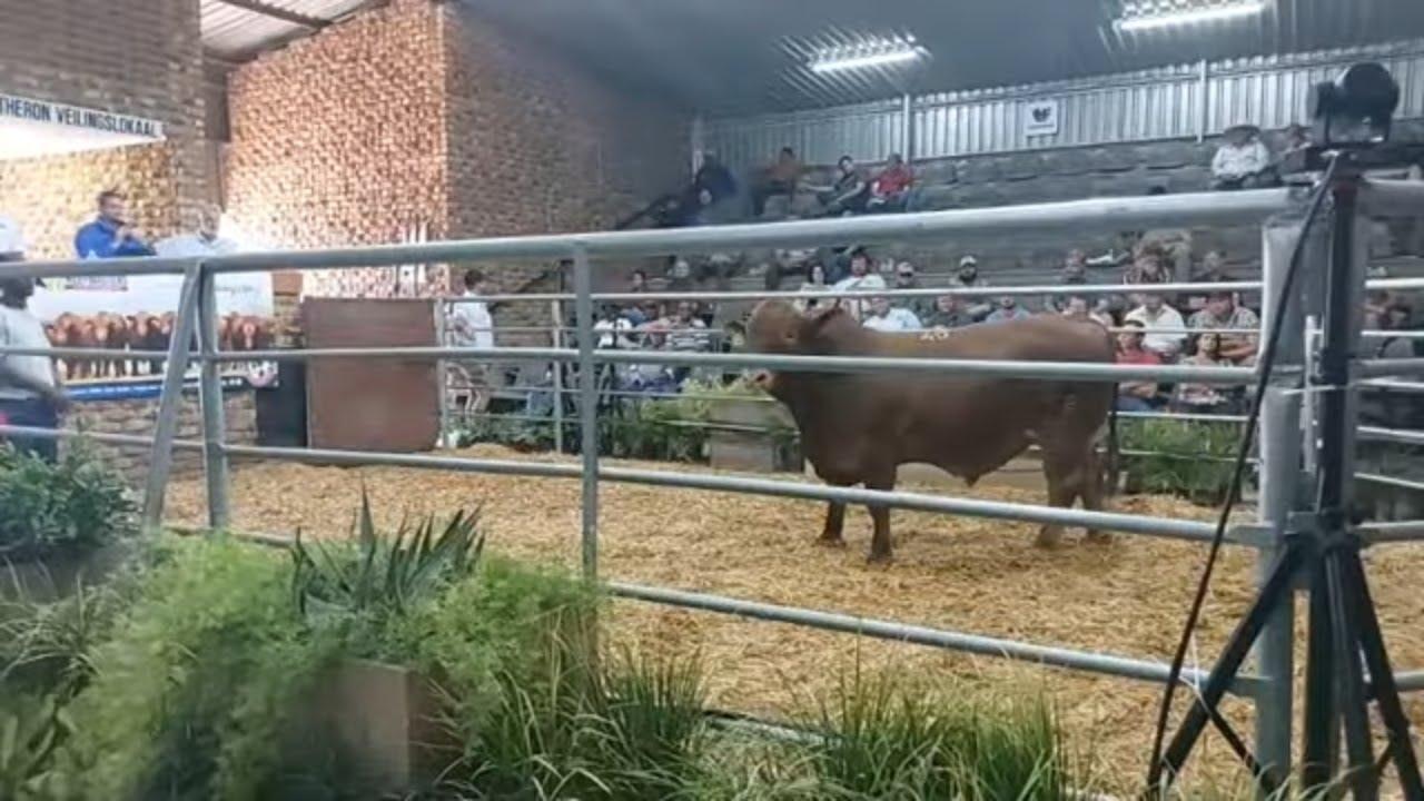 V8 Beefmasters se 10de Produksieveiling regreeks vanaf Vryburg se skougronde - Deel 2