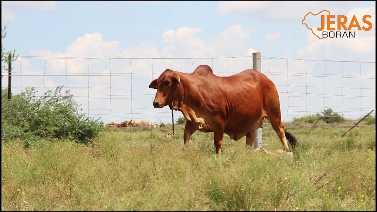 Jeras Alliance Boran Auction WJ 16 123