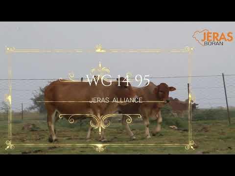 Jeras Alliance Boran Auction WG 15 107