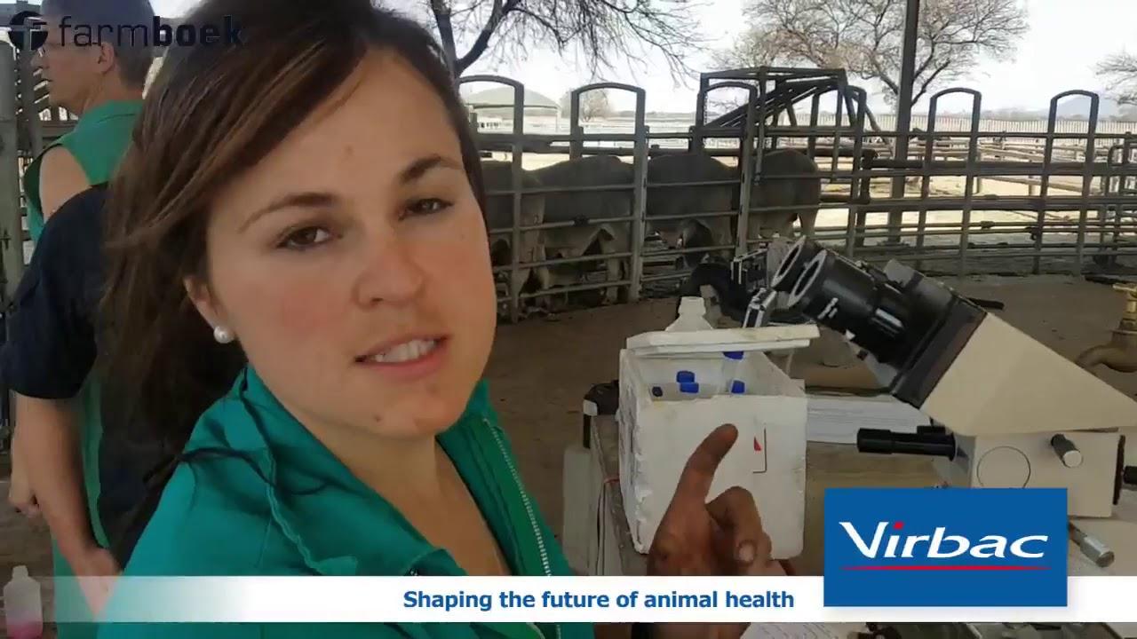 Seed harvesting from bulls - Virbac SA