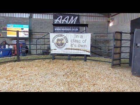 Grassfields Beef & Droughtmaster Auction live from Groenvlei, Wakkerstroom