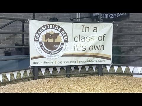 Grassfields Beef & Droughtmaster