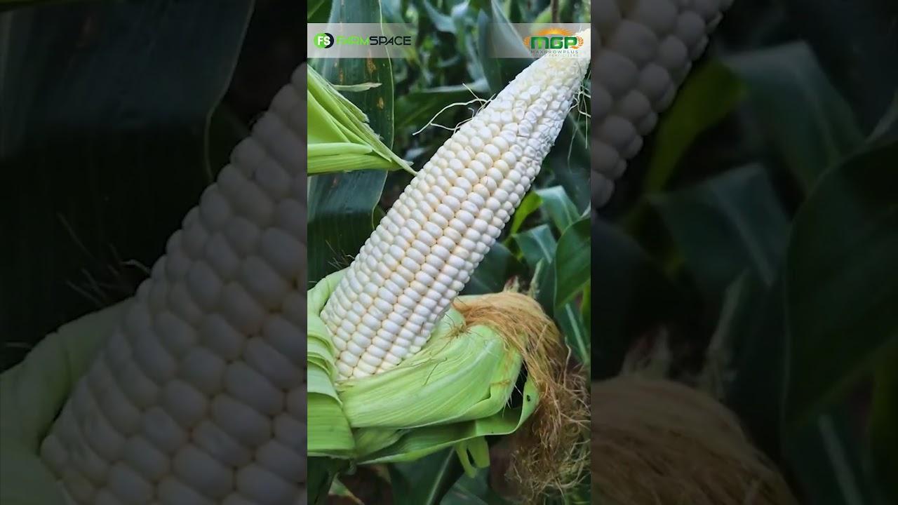 Ons is by Droëland en spuit twee MaxGrowPlus bespuitings op mielies.