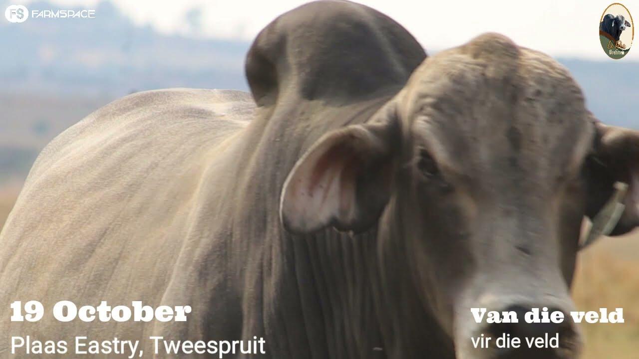 Lot 13 Charles: Die mediumraam homosigotiese poena bul word aangebeid op die Le Roc veiling 19 Okt