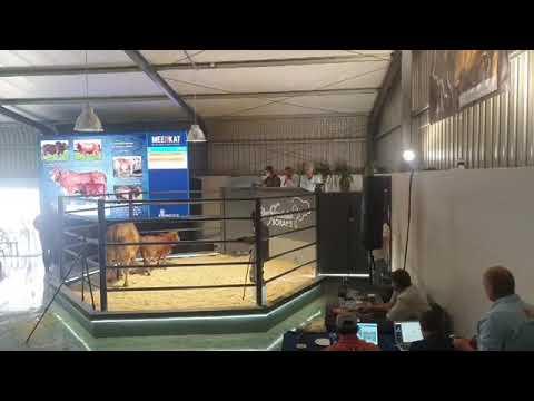 Sterkfontein Auction 2021 Part 2