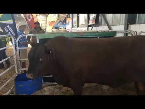 Senepol SA tells us about this cattle breed - Nampo Cape 2019