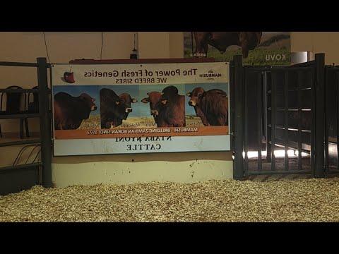 Mambushi and Friends Auction live from Phala-Phala