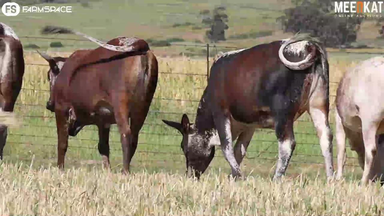 Regainer Nguni Auction Presents - Lot 42 (Commercial)