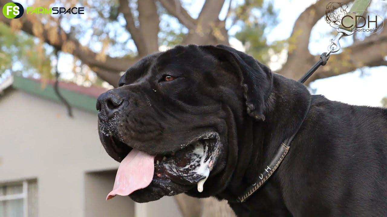 CDH Boerboele is bekroon met teler van die jaar, Christopher vertel ons hoe hy teling benader