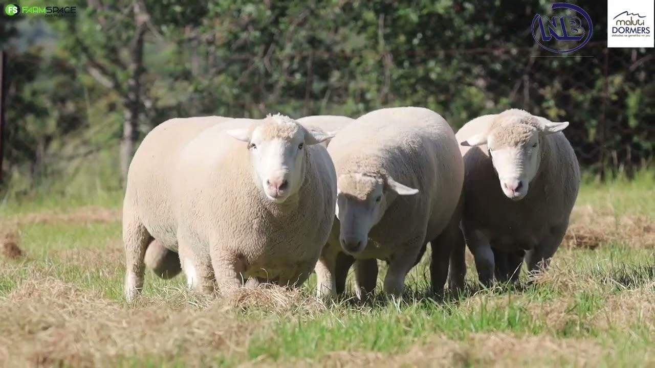 Nova Barletta en Umpukane Dormers bied die jaar weer die Maluti Dormer Veiling aan!