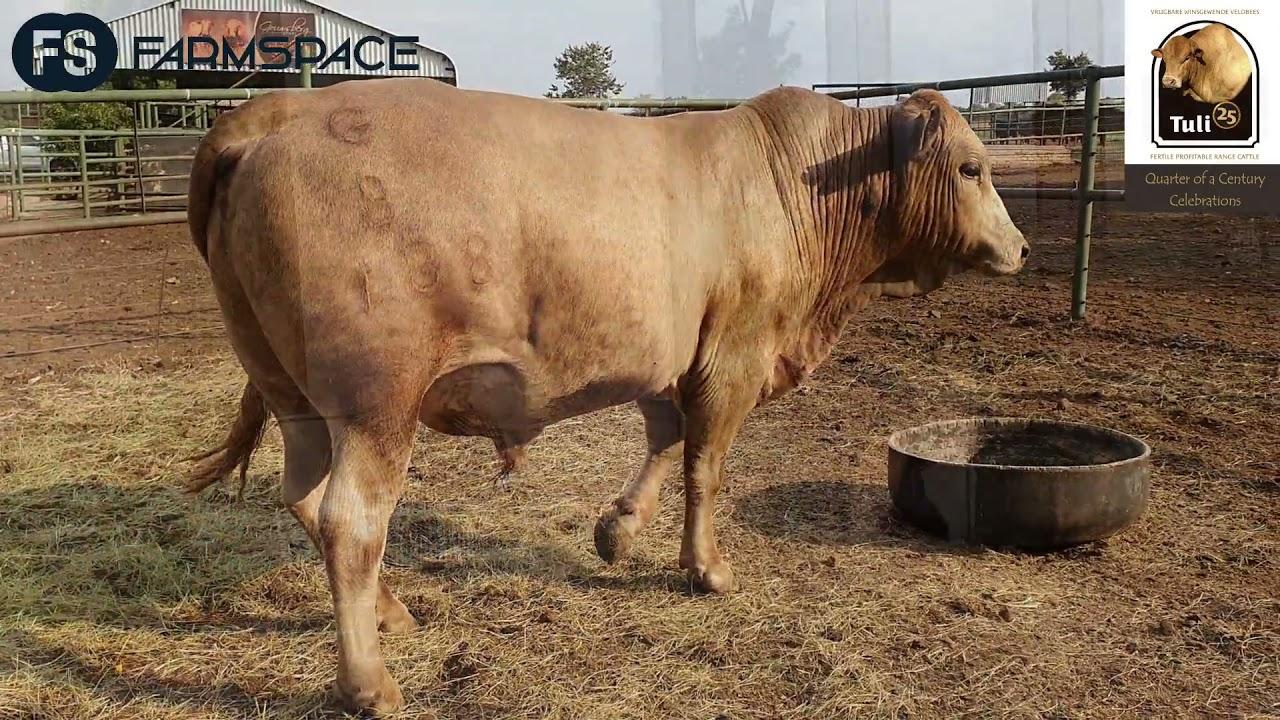 The Tuli Bred Advisor - Charl van Rooyen: What should a Tuli look like? (Afrikaans)