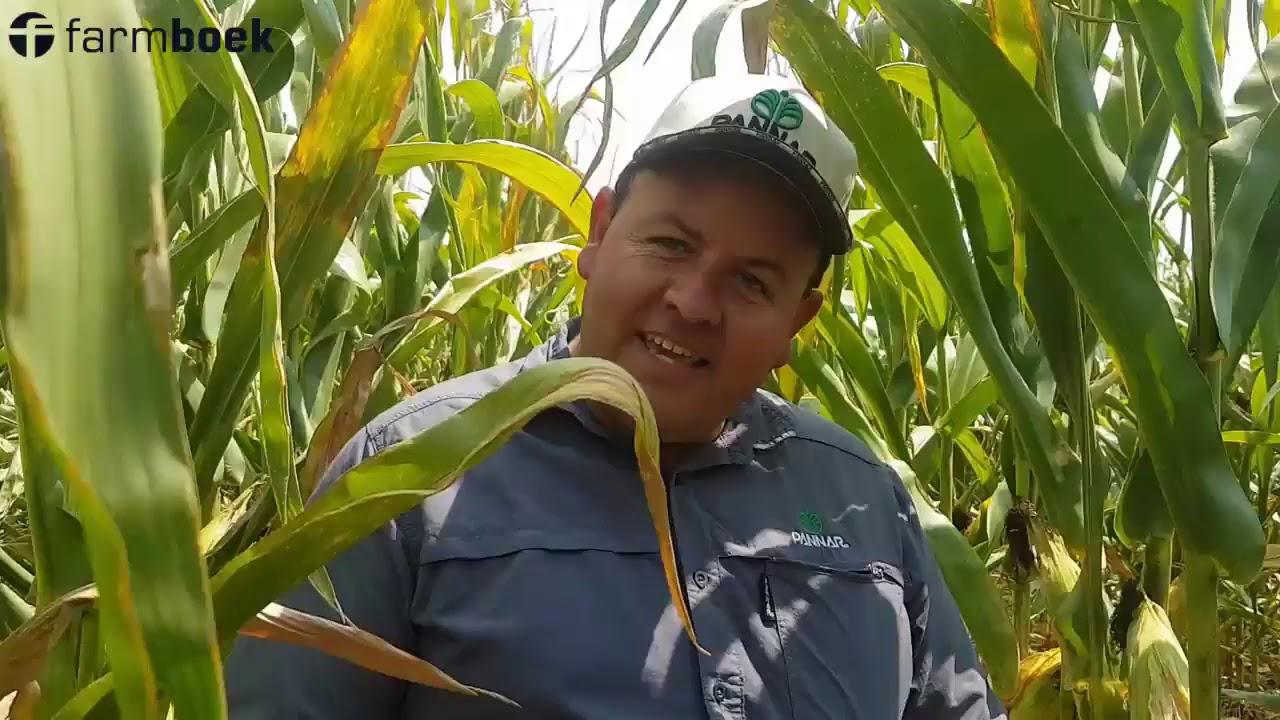 Chrissiesmeer Farmers Day 2020 - Joe from Pannar