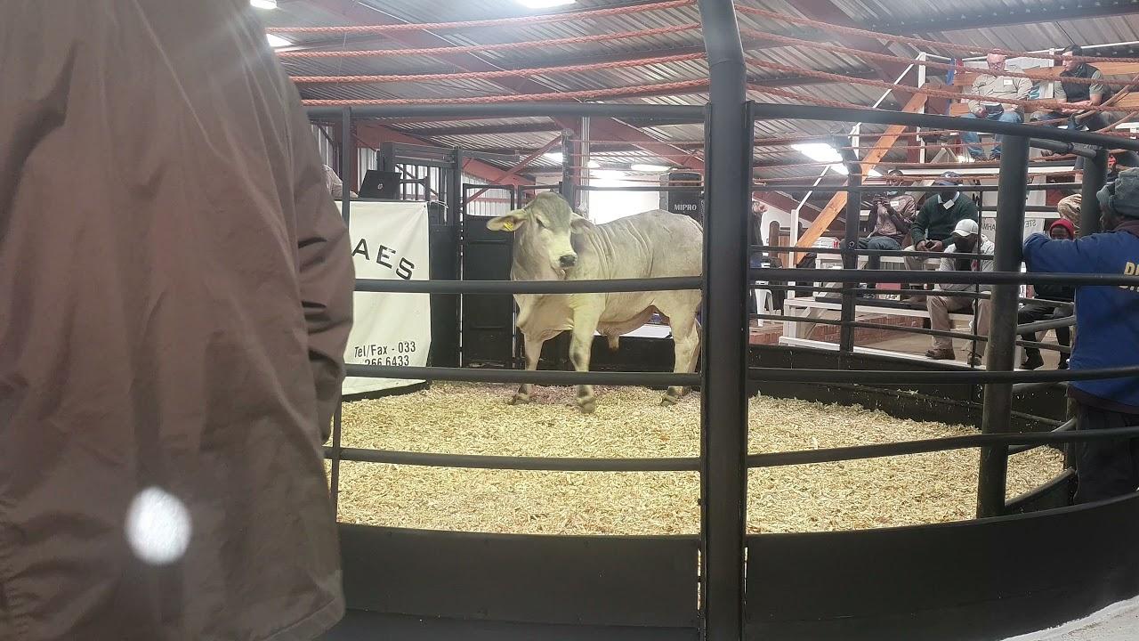 Stey Braes Auction 2021