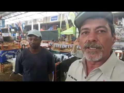 Indigenous Veld Goats at ALFA Expo 2018.