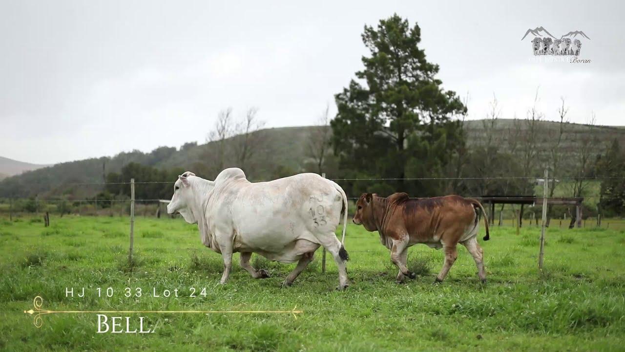 Prestige National Boran Auction Lot 24 - HJ 10 33 - Bella