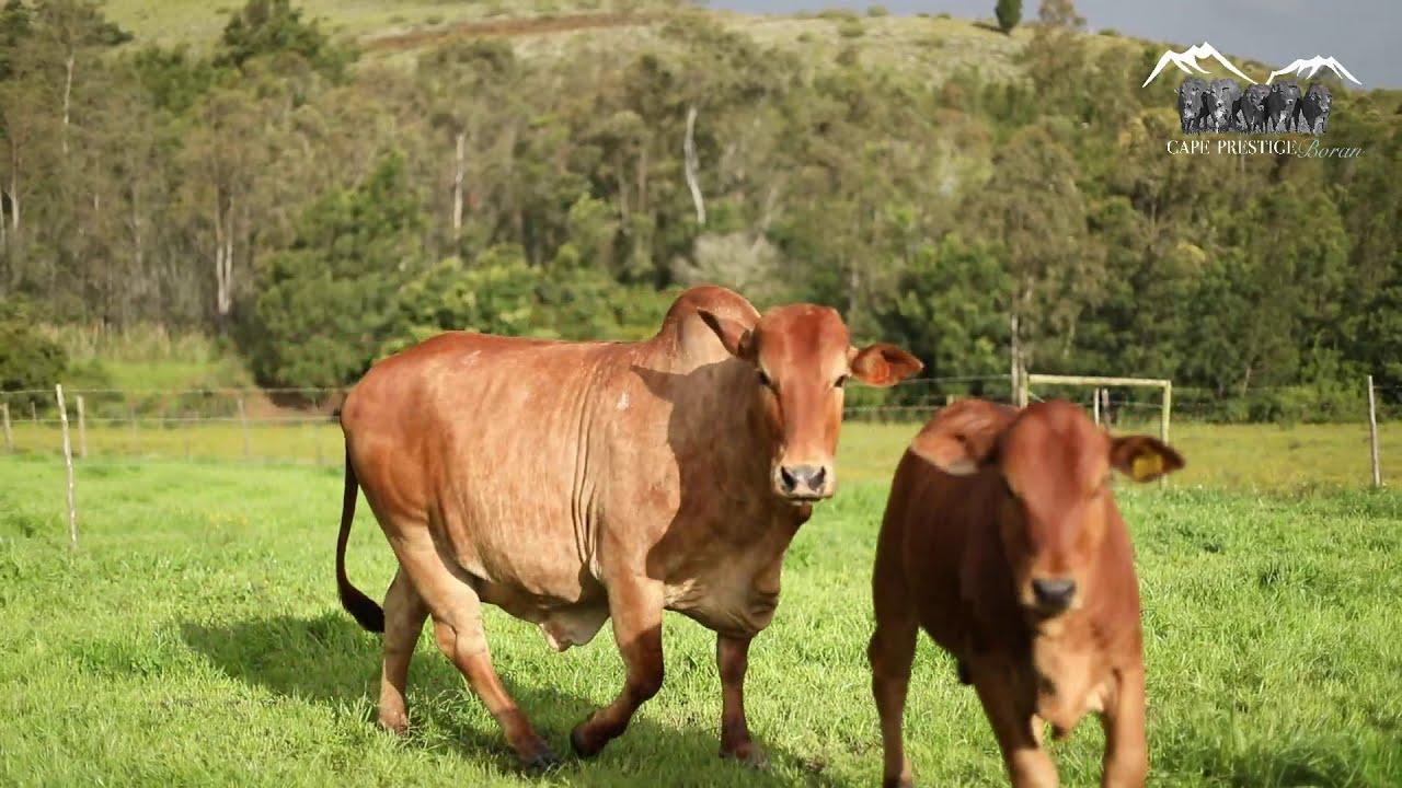 Prestige Boran Auction Lot 2 - HJ 1546 - Bettie