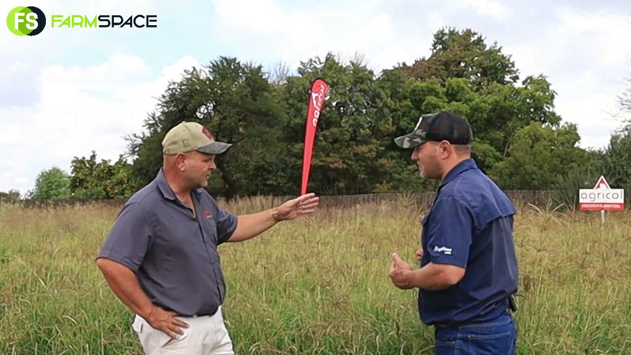 What grass should you plant in the North West for a strip grazing system?