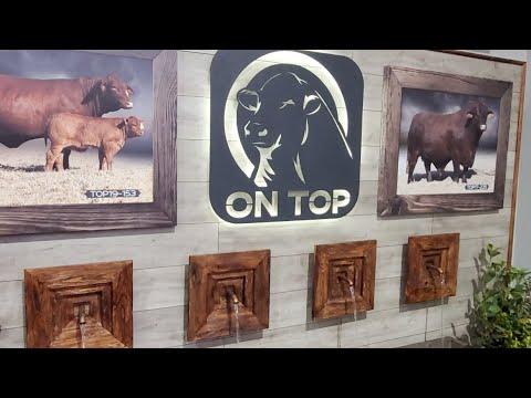 On Top Droughtmaster 1st Production Auction