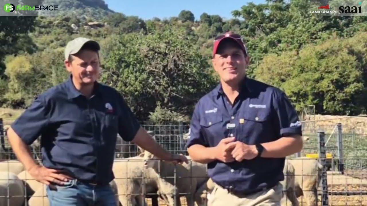 Tinus het gaan inloer Rowlen, hoekom het hy n SA Vleismerino ingeskruif vir Lamb Champs?