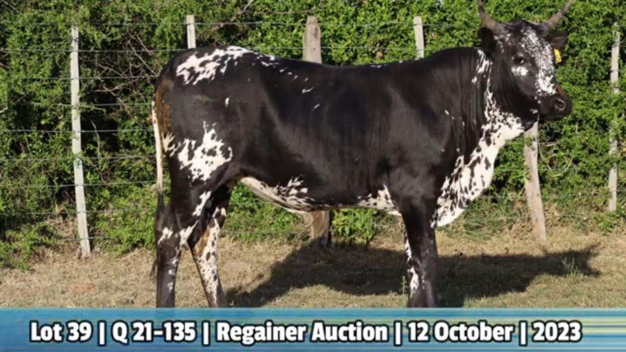 Lot 39 | Q 21-135 | Qhina Ngunis by die Nguni Regainer Veiling op 12 Oktober 2023