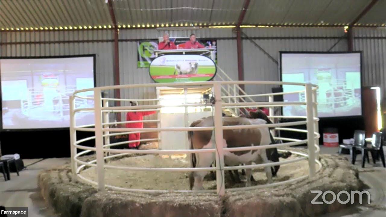 Boran Auction Jeras