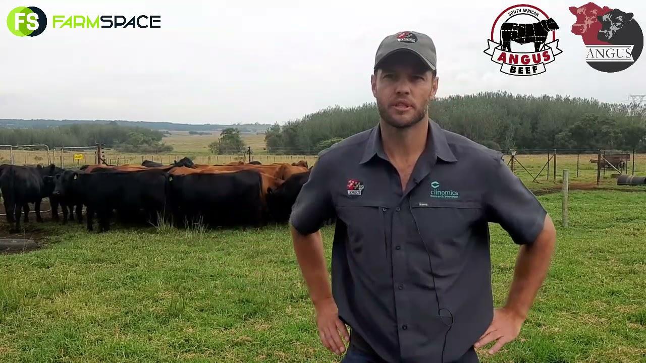 Danie Dames chats to us about the Angus Breed.