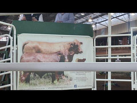 Droughtmaster Genetic Sale 2021