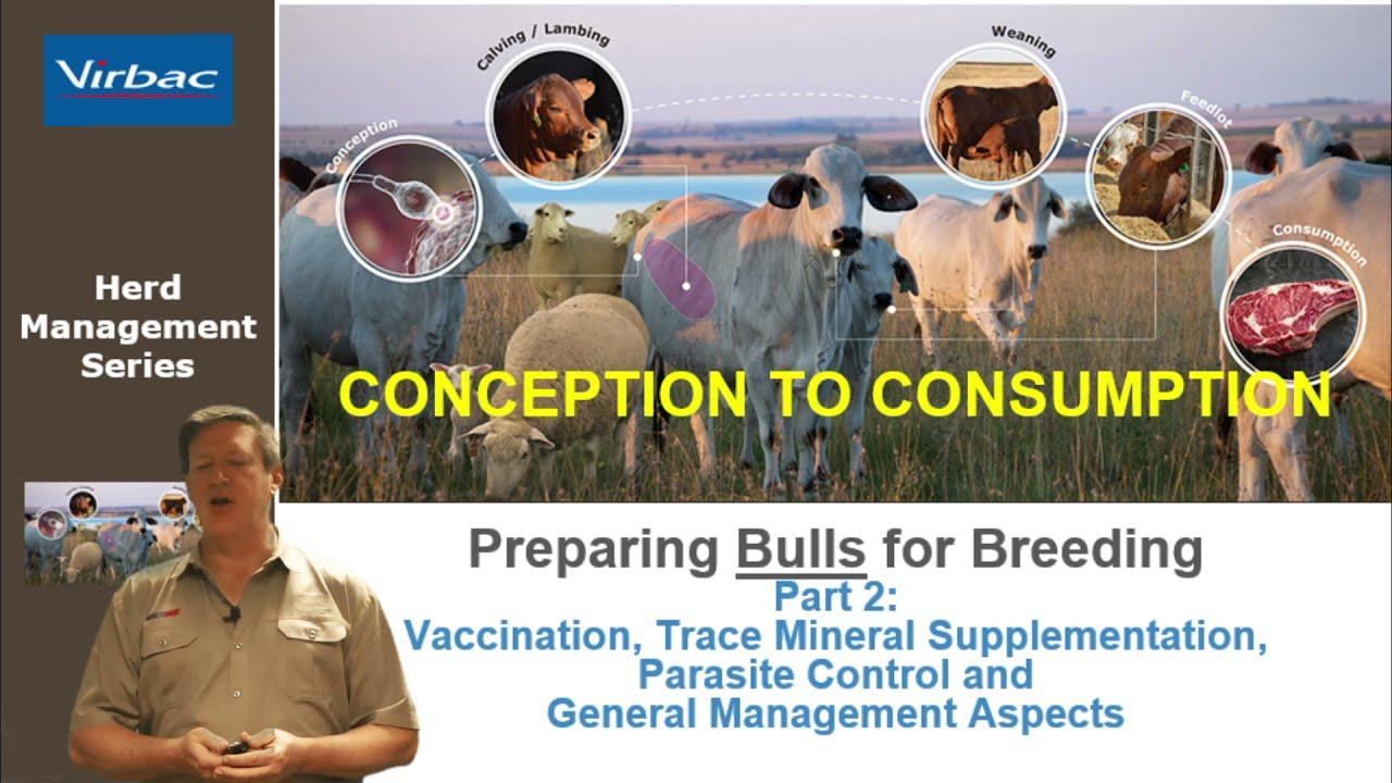 Preparing your Bulls for the Breeding Season with Virbac - Part 2