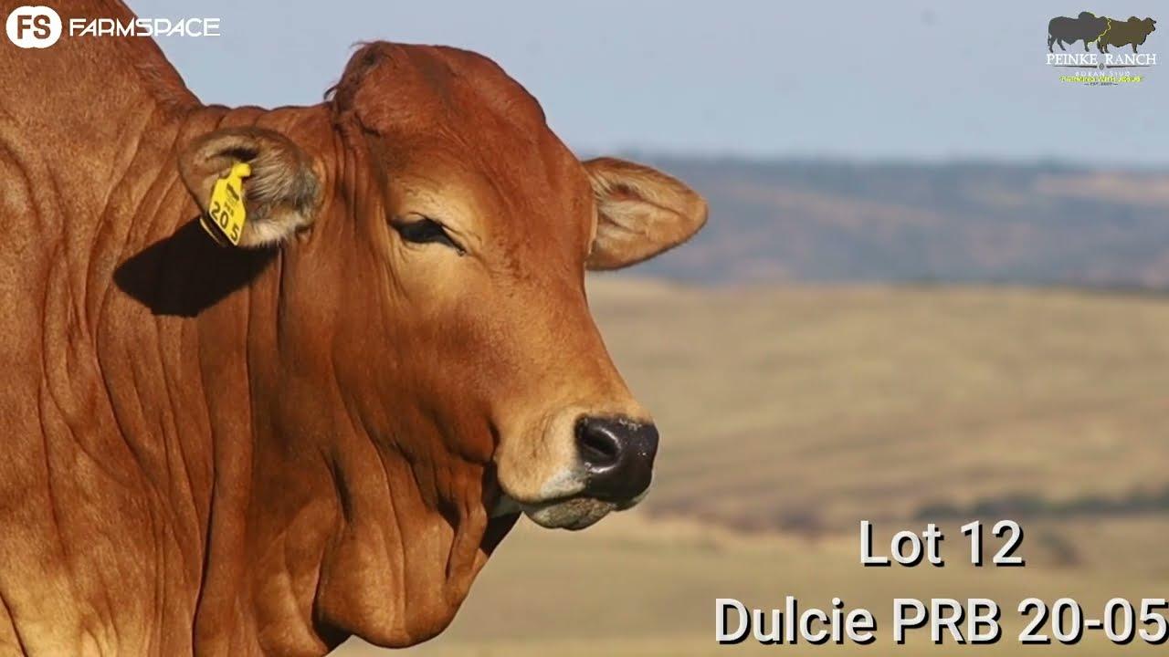 Peinke Ranch proudly presents Lot 12, Dulcie PRB 20-05, at the Vastrap Boran Auction, 18 Aug 2022.