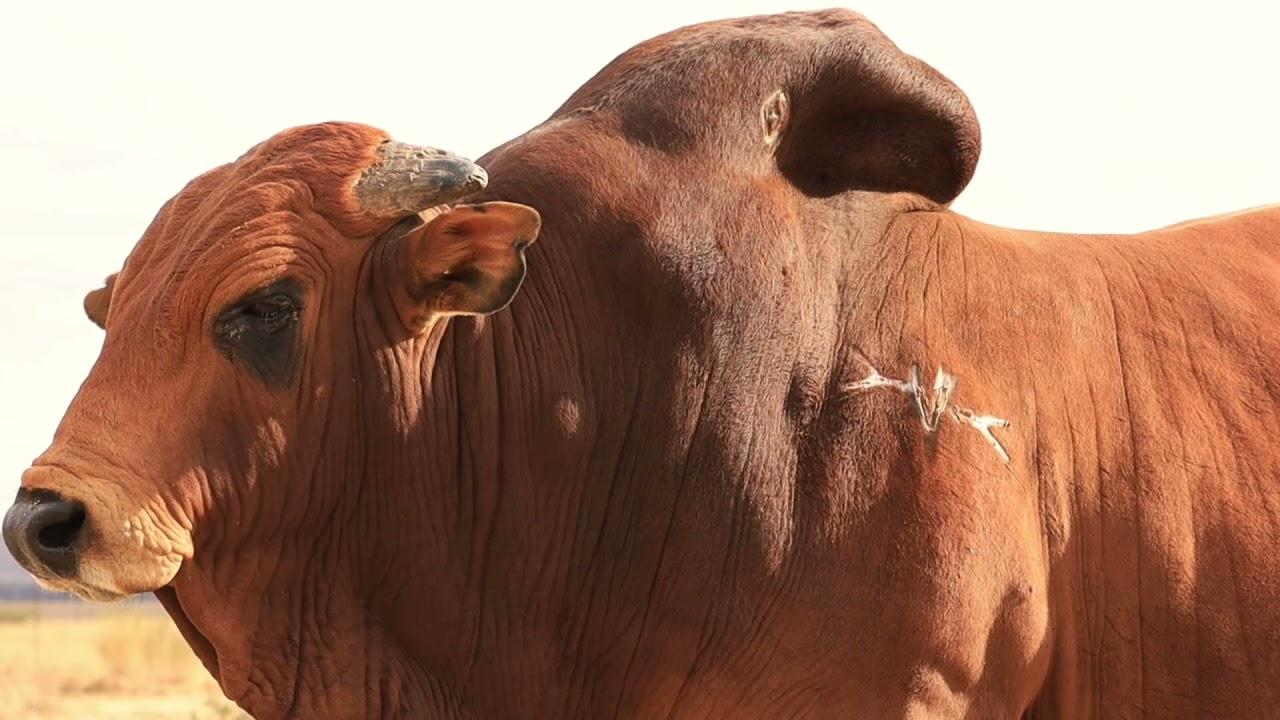 Vrystaat, everything you need in a Boran Stud Bul