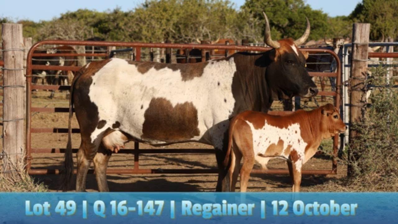 Lot 49 | Q 16-147 | Qhina Ngunis by die Nguni Regainer Veiling op 12 Oktober 2023