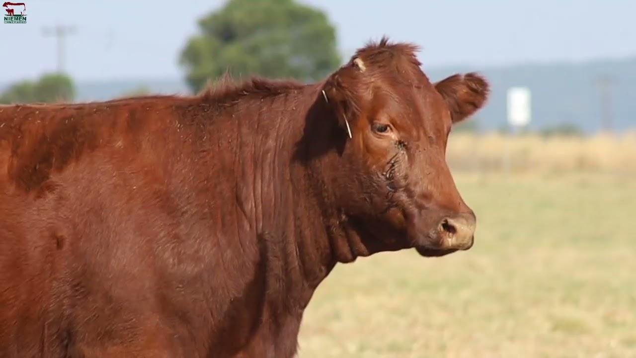 Lot 25 - NMS 20-561 op die Niemen Beef Shorthorn Veiling, 15 Oktober 2022.
