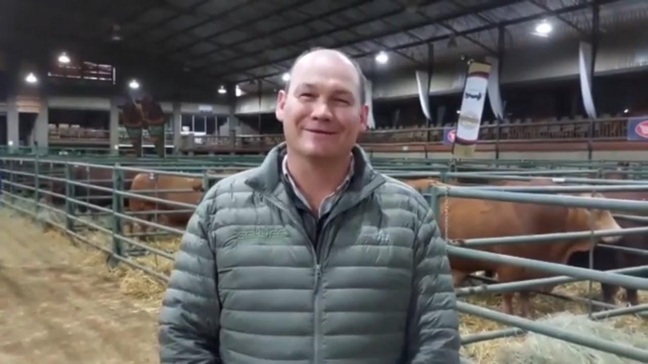 Wilhelmus van Schyff Beefmaster op die middag voor die Beefmaster SA Nasionale veiling.