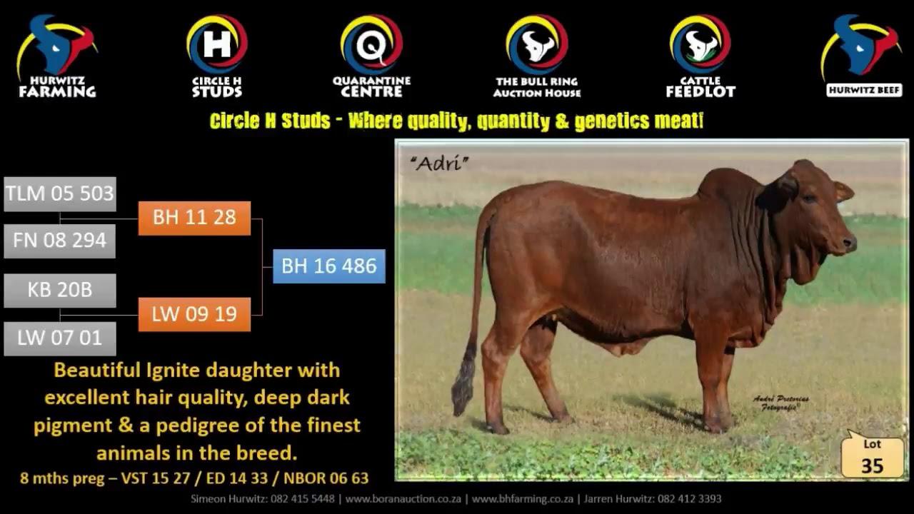 Hurwitz Production Auction 2019 Lots