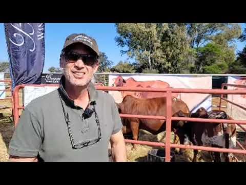 Tom Breytenbach van Brenaissance Wine and Stud gesels oor die Fonteine Boran Veiling 2022