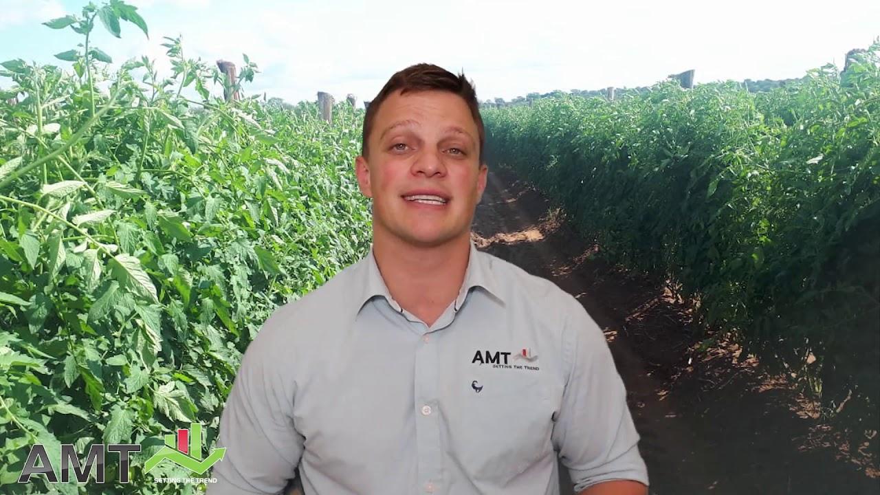 AM Trends - 3 month Fresh Produce Forecast - 6 Nov 2019