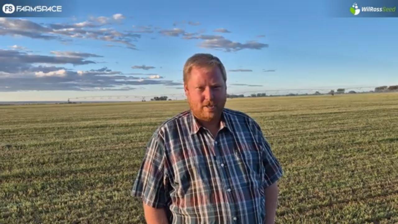 Jy kan nie beter kwaliteit saad vir die regte prys kry as by WilRoss Seed nie.