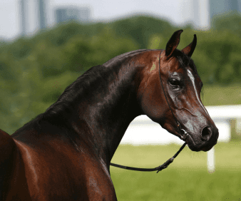 In the Realm of Legends. The Extraordinary World of the Arabian Horse