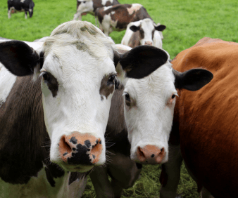 The Versatile Ayrshire Dairy Cattle: Quality, Productivity, and Resilience