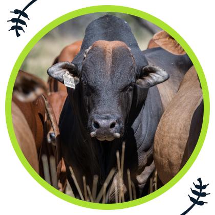 By Africa for Africa - The Boran